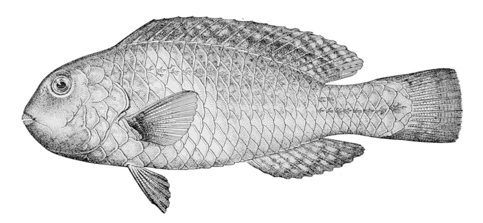 ภาพ ปลานกแก้ว zonarchus (Calotomus zonarchus)