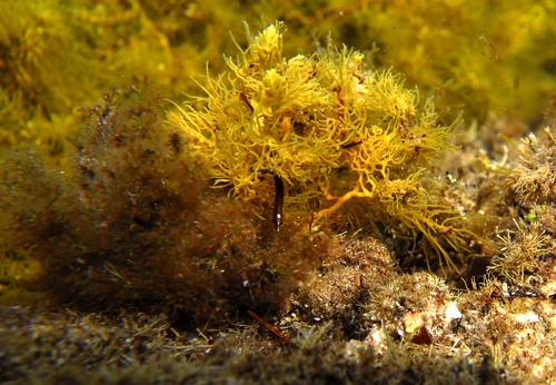 ภาพ ปลาจิ้มฟันจระเข้ galei (Campichthys galei)