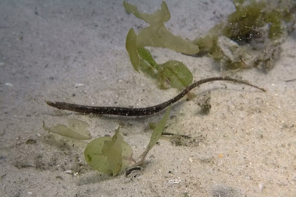 ภาพ ปลาจิ้มฟันจระเข้ tryoni (Campichthys tryoni)