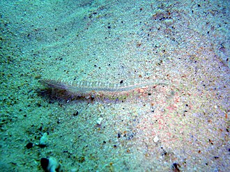 ภาพ ปลา longior (Cancelloxus longior)