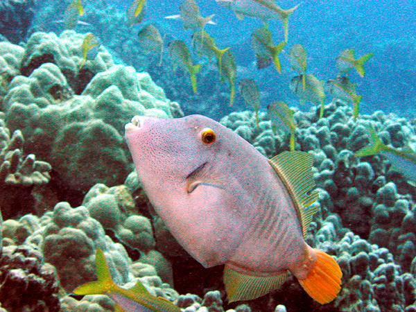 ภาพ ปลาวัวหนังลายขวาง (Cantherhines dumerilii)