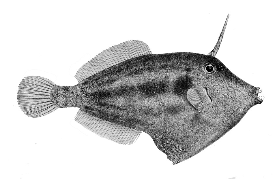 ภาพ ปลาวัวหนัง fronticinctus (Cantherhines fronticinctus)