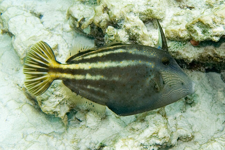 ภาพ ปลาวัวหนังส้มลายจุด (Cantherhines pullus)