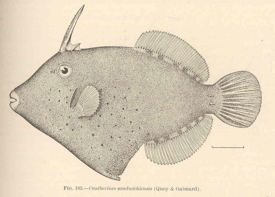 ภาพ ปลาวัวหนัง sandwichiensis (Cantherhines sandwichiensis)