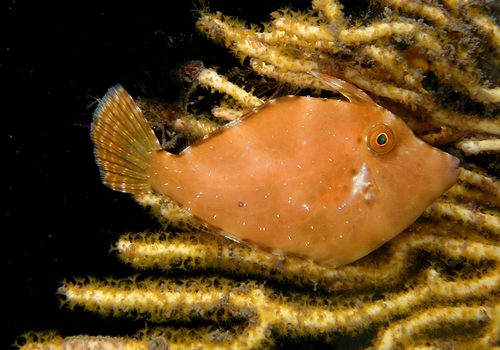 ภาพ ปลาวัวหนัง longipinnis (Cantheschenia longipinnis)