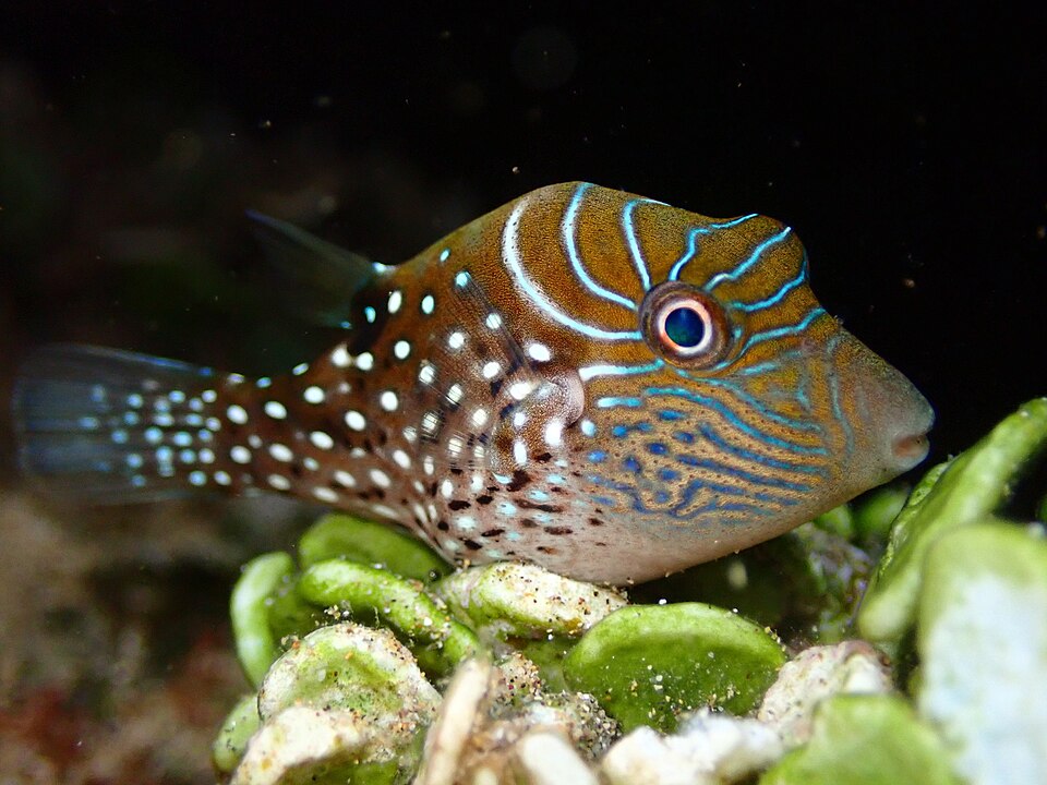 ภาพ ปลาปักเป้าแคระ amboinensis (Canthigaster amboinensis)