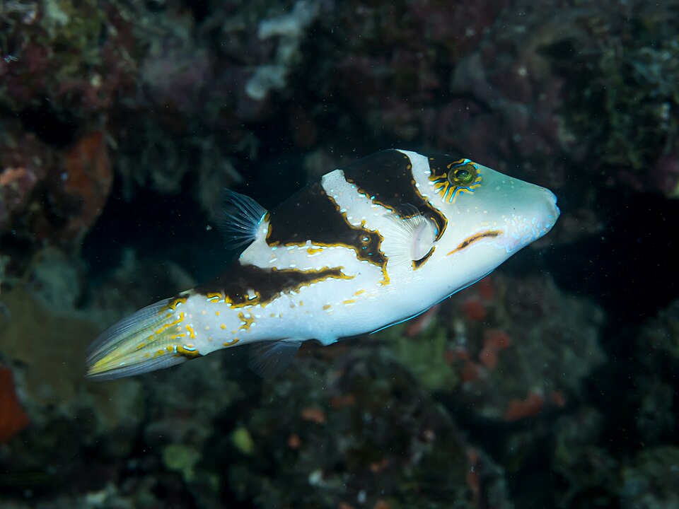 ภาพ ปลาปักเป้าแคระลายบั้ง (Canthigaster axiologus)