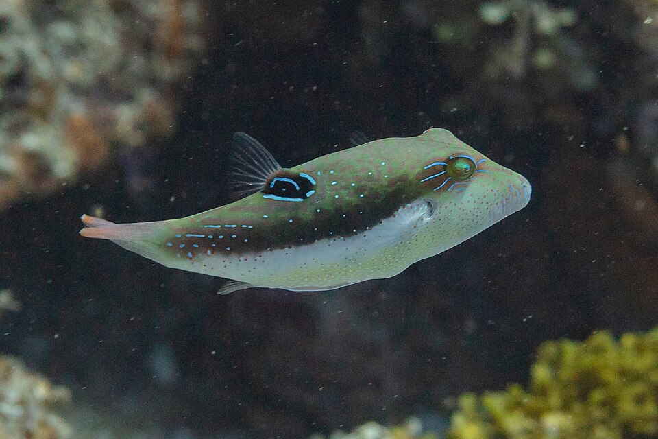 ภาพ ปลาปักเป้าแคระ bennetti (Canthigaster bennetti)