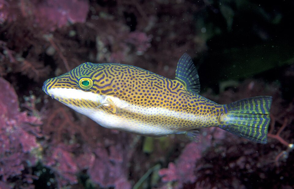 ภาพ ปลาปักเป้าแคระตัวตลก (Canthigaster callisterna)