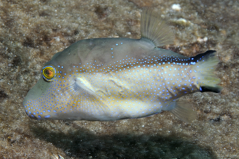 ภาพ ปลาปักเป้าแคระ capistrata (Canthigaster capistrata)