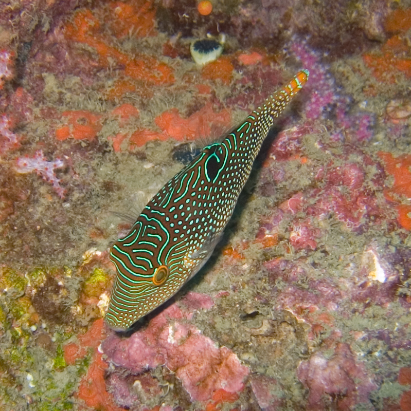 ภาพ ปลาปักเป้าแคระ compressa (Canthigaster compressa)