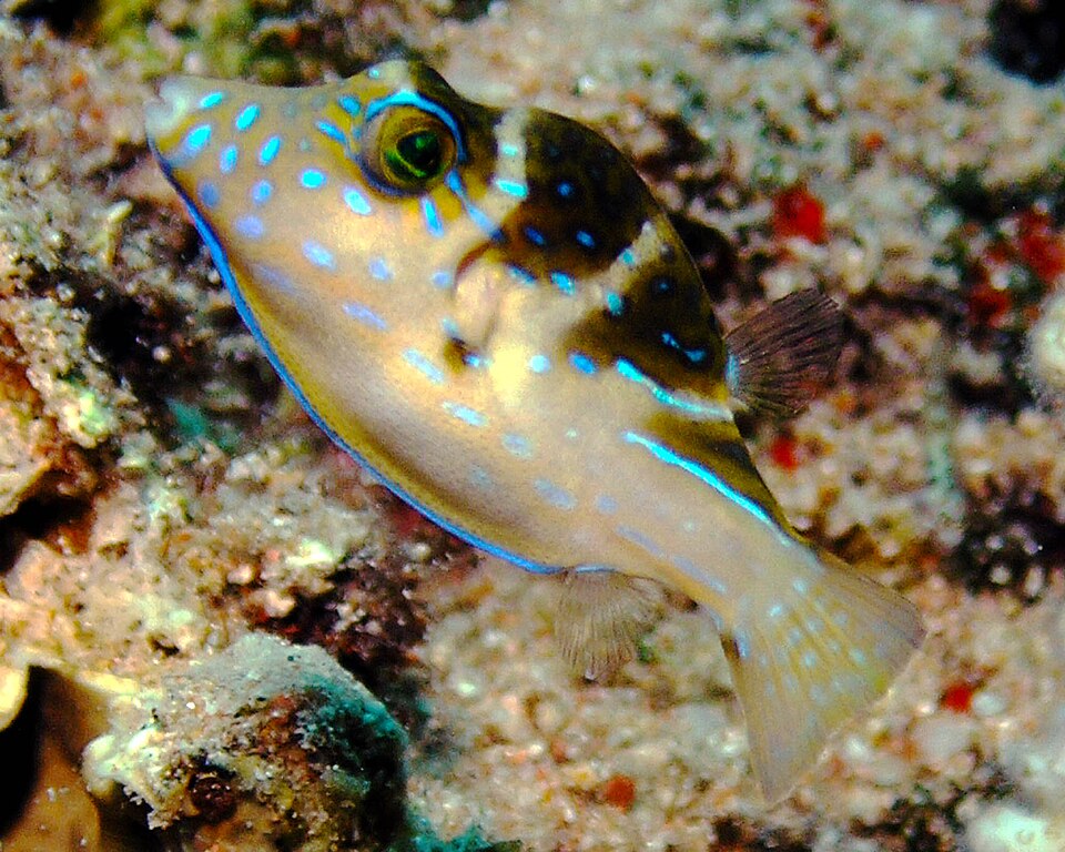ภาพ ปลาปักเป้าแคระ coronata (Canthigaster coronata)