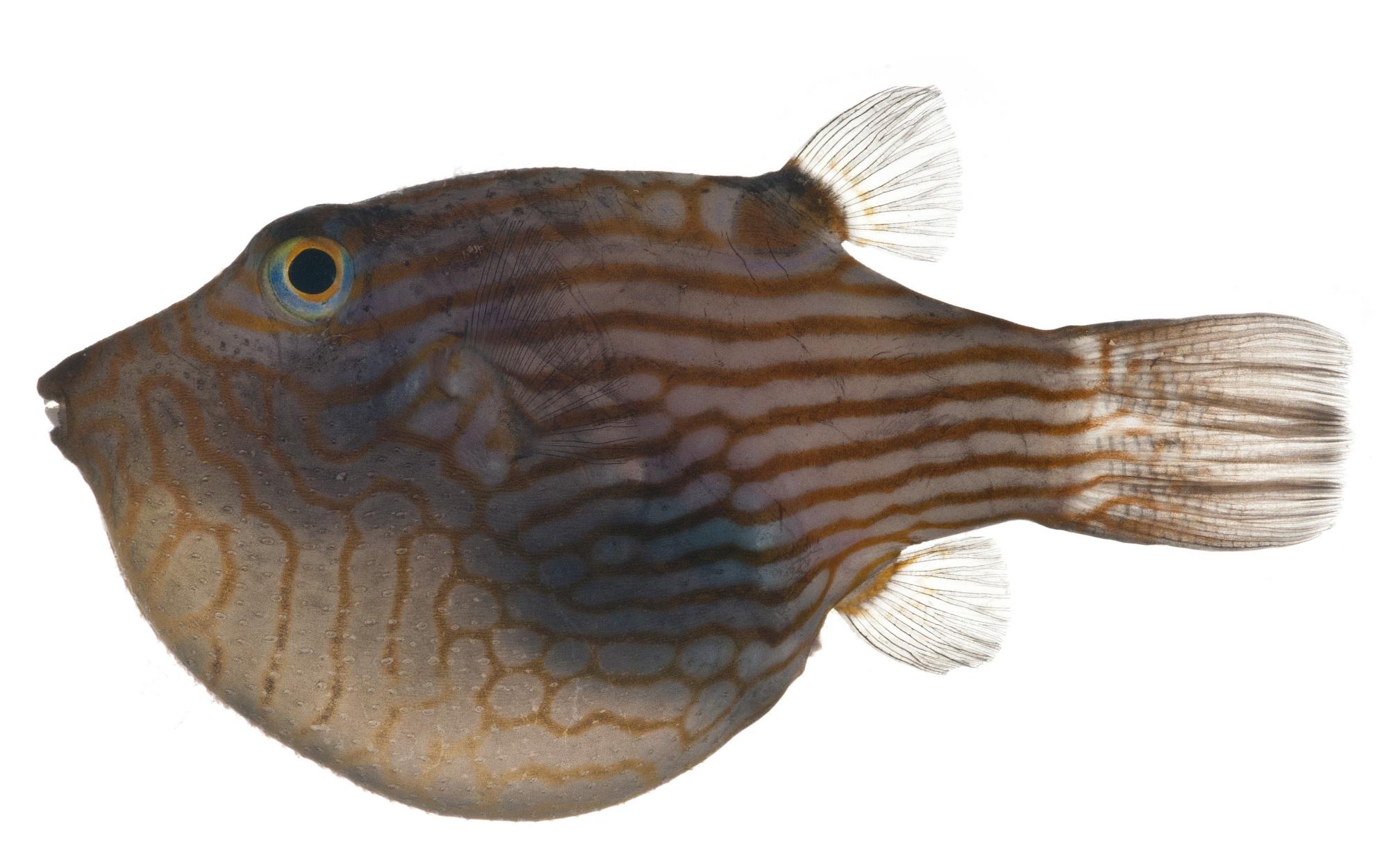ภาพ ปลาปักเป้าแคระแคระ (Canthigaster criobe)