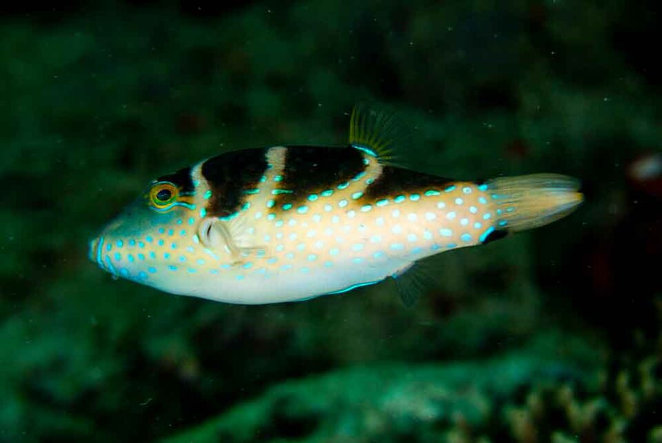 ภาพ ปลาปักเป้าแคระน้ำเงินลายจุด (Canthigaster cyanospilota)