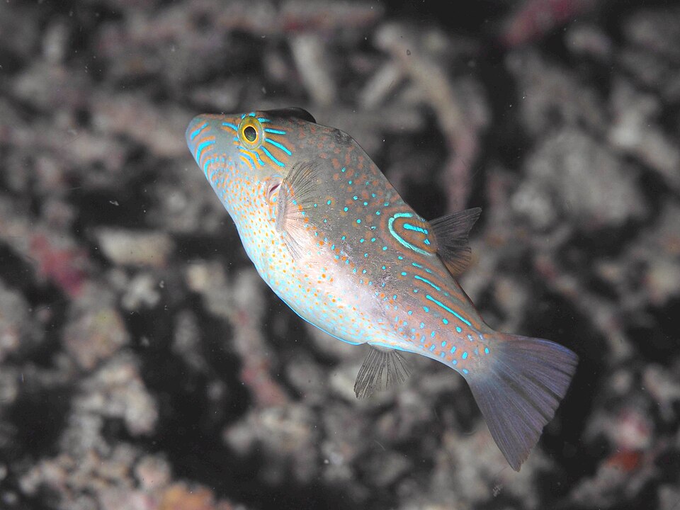 ภาพ ปลาปักเป้าแคระจุดฟ้า (Canthigaster epilampra)