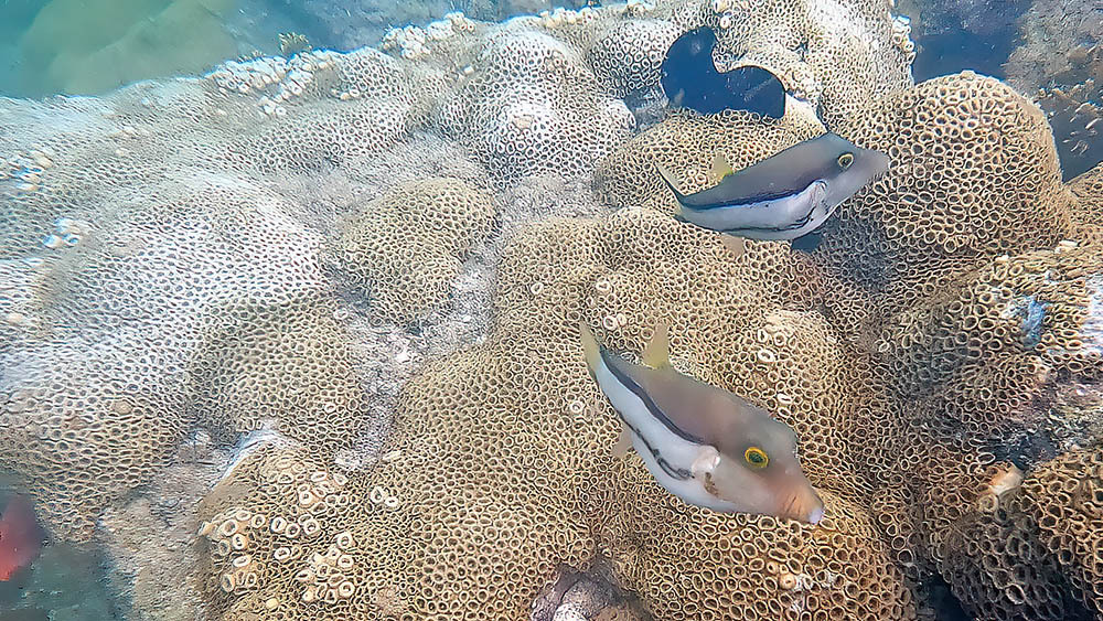 ภาพ ปลาปักเป้าแคระบราซิล (Canthigaster figueiredoi)