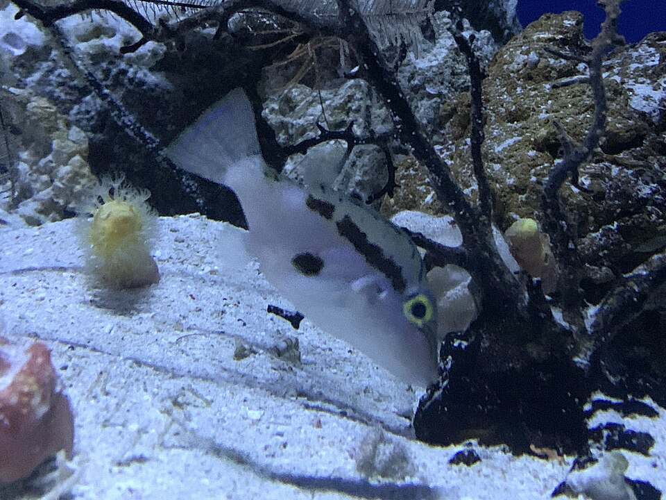 ภาพ ปลาปักเป้าแคระ inframacula (Canthigaster inframacula)