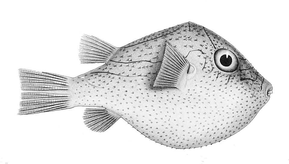 ภาพ ปลาปักเป้าแคระอันดามัน (Canthigaster investigatoris)