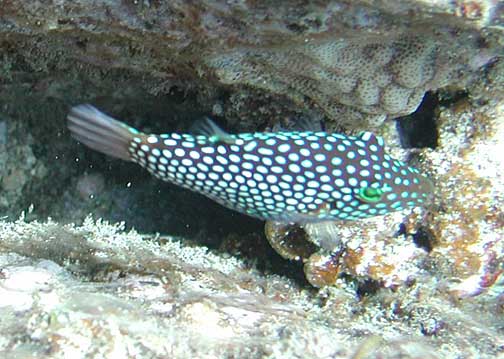 ภาพ ปลาปักเป้าแคระฮาวายลายจุด (Canthigaster jactator)