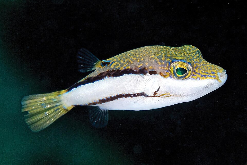 ภาพ ปลาปักเป้าแคระ jamestyleri (Canthigaster jamestyleri)