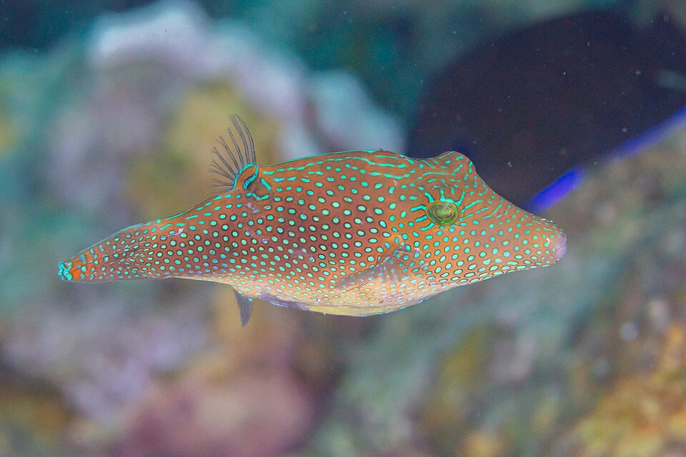 ภาพ ปลาปักเป้าแคระ margaritata (Canthigaster margaritata)