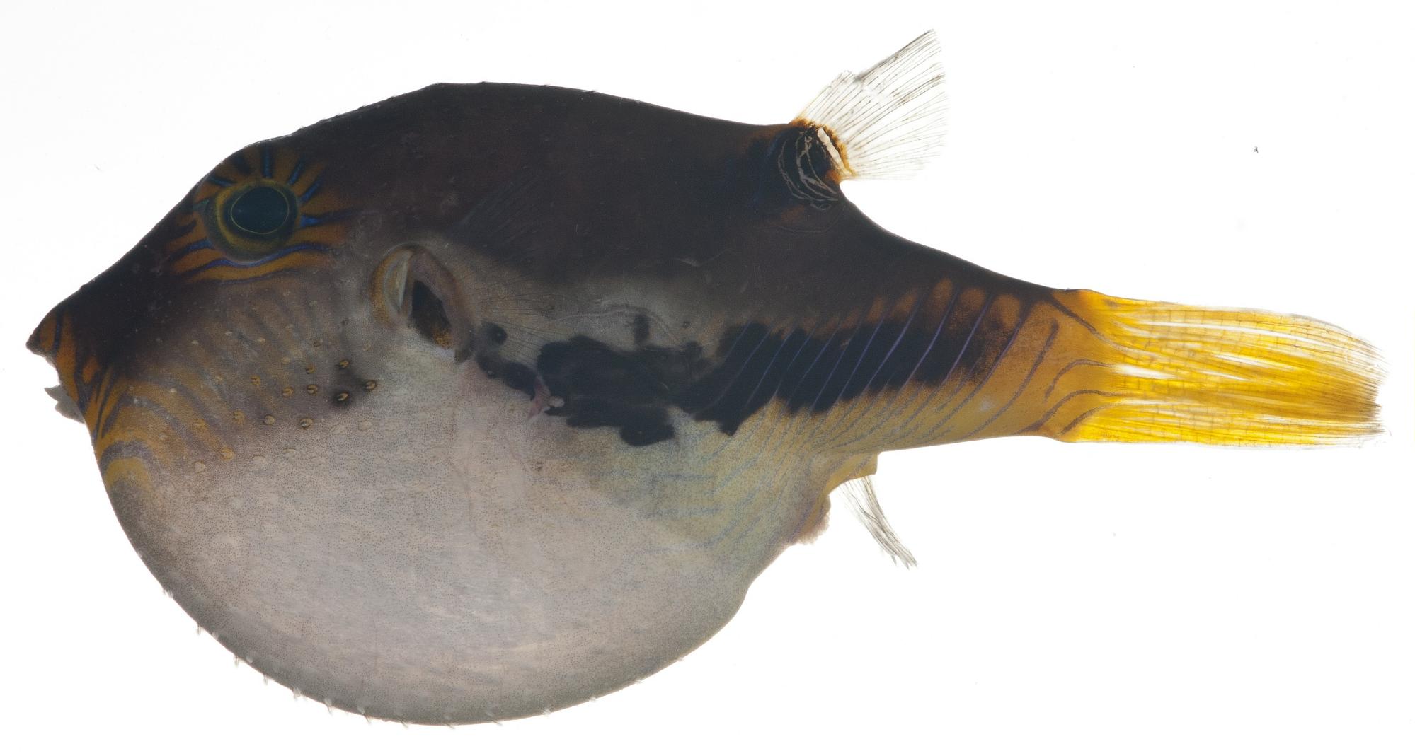 ภาพ ปลาปักเป้าแคระ marquesensis (Canthigaster marquesensis)