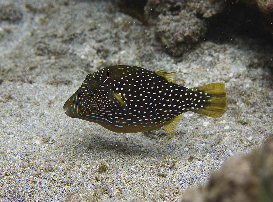 ภาพ ปลาปักเป้าแคระ natalensis (Canthigaster natalensis)