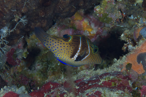 ภาพ ปลาปักเป้าแคระลายขวาง (Canthigaster ocellicincta)