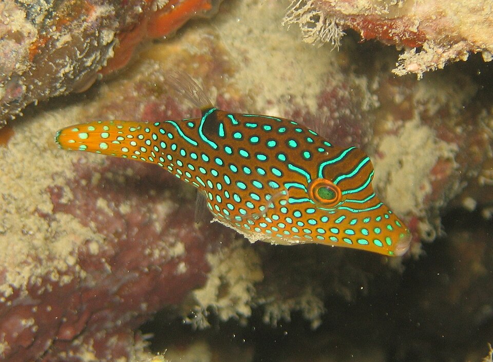 ภาพ ปลาปักเป้าแคระเทียม (Canthigaster papua)