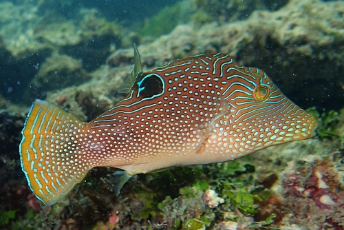 ภาพ ปลาปักเป้าจมูกแหลม (Canthigaster petersii)