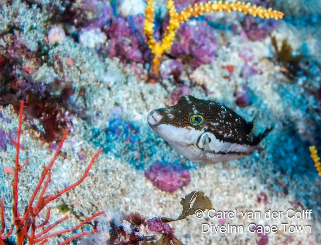 ภาพ ปลาปักเป้าแคระพื้นทราย (Canthigaster punctata)