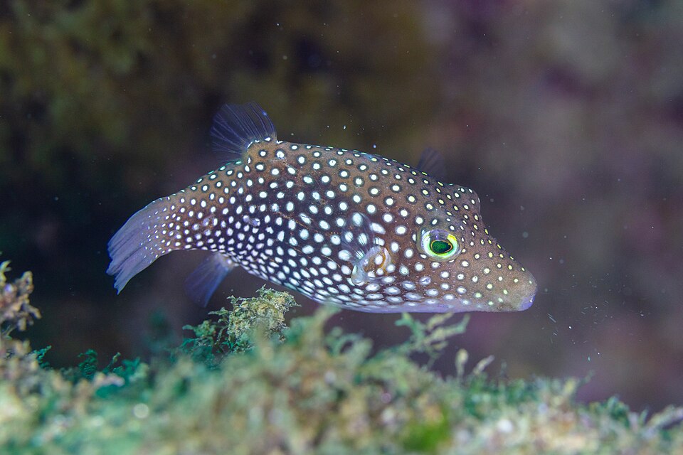 ภาพ ปลาปักเป้าแคระลายจุด (Canthigaster punctatissima)