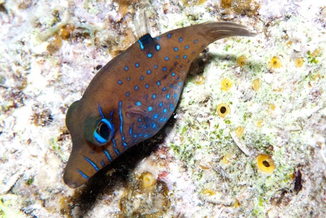 ภาพ ปลาปักเป้าแคระแคระ (Canthigaster pygmaea)