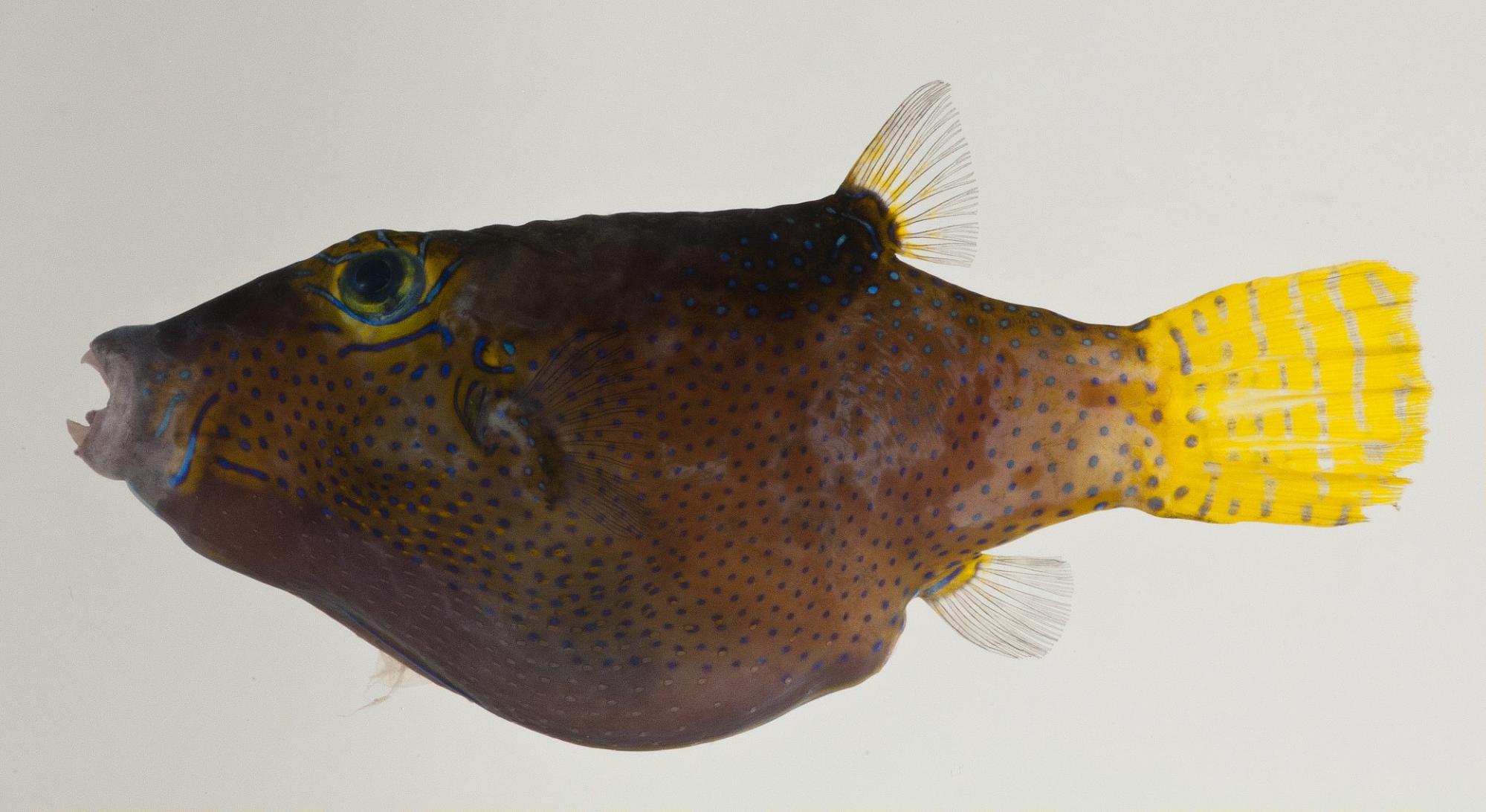 ภาพ ปลาปักเป้าแคระ rapaensis (Canthigaster rapaensis)
