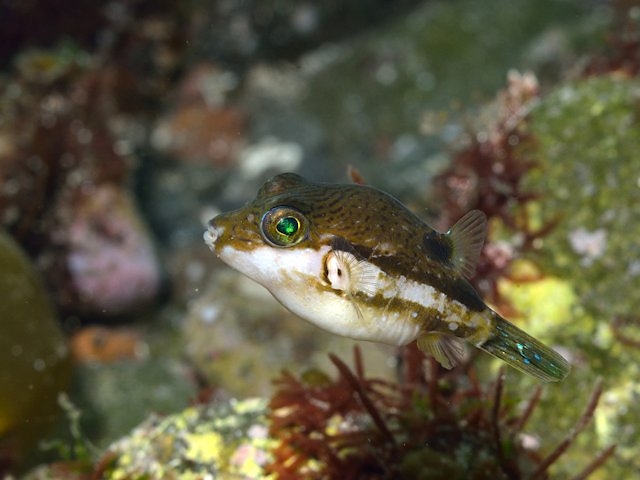 ภาพ ปลาปักเป้าแคระน้ำตาลลายเส้น (Canthigaster rivulata)