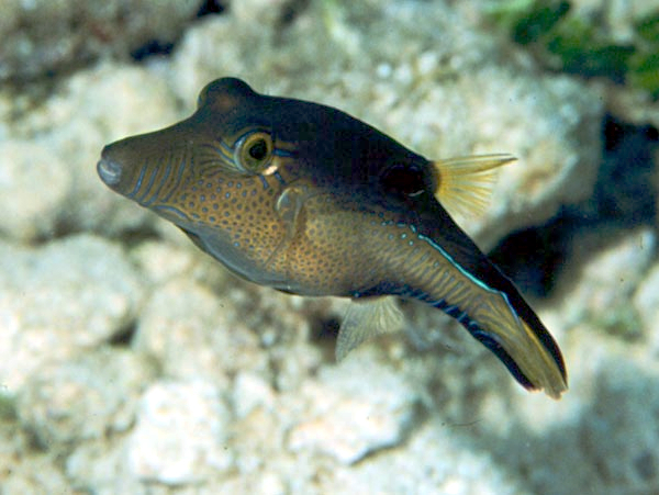 ภาพ ปลาปักเป้าแคระแคริบเบียน (Canthigaster rostrata)