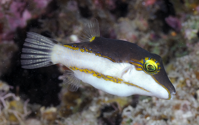 ภาพ ปลาปักเป้าแคระ smithae (Canthigaster smithae)