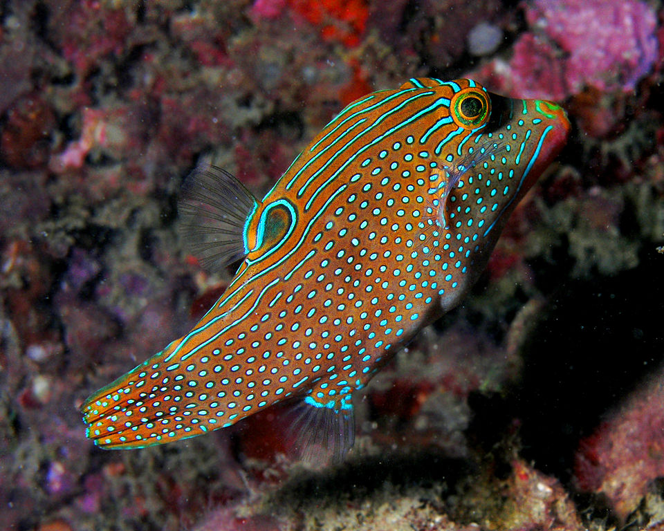 ภาพ ปลาปักเป้าแคระจุดฟ้า (Canthigaster solandri)