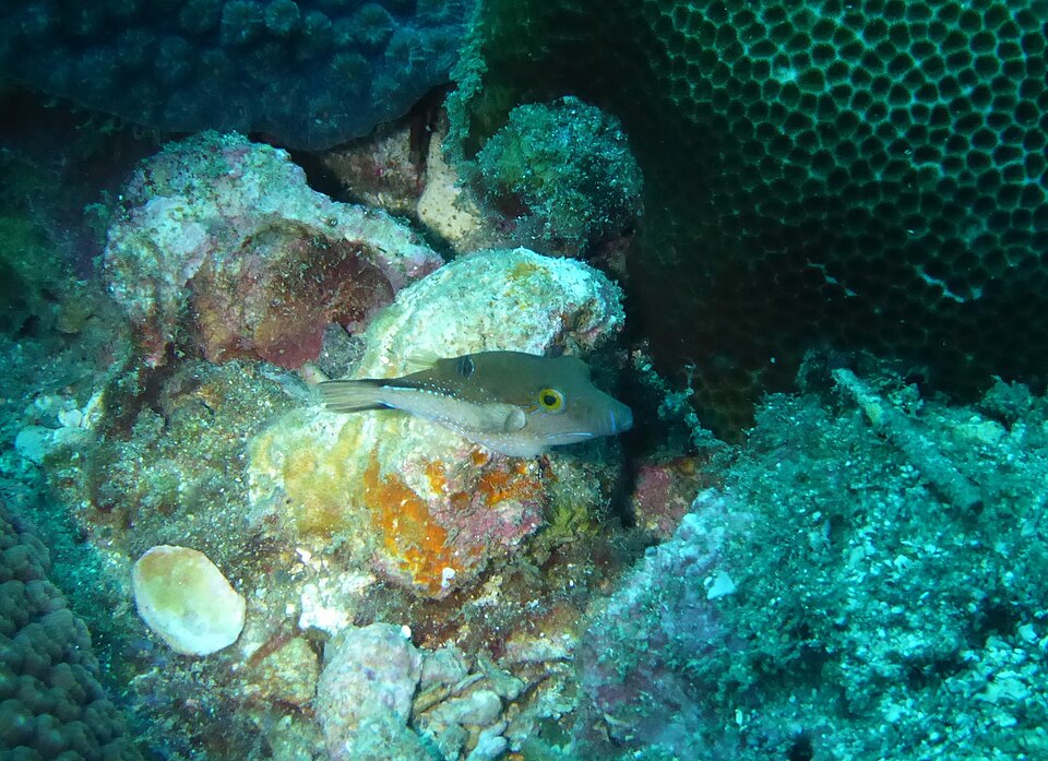 ภาพ ปลาปักเป้าแคระแอฟริกา (Canthigaster supramacula)