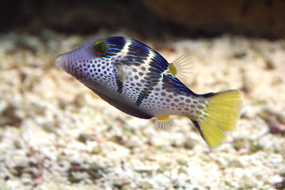 ภาพ ปลาปักเป้าแคระอานม้า (Canthigaster valentini)