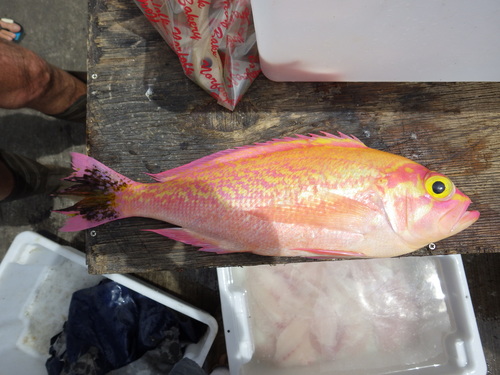 ภาพ ปลานางฟ้า krasyukovae (Caprodon krasyukovae)