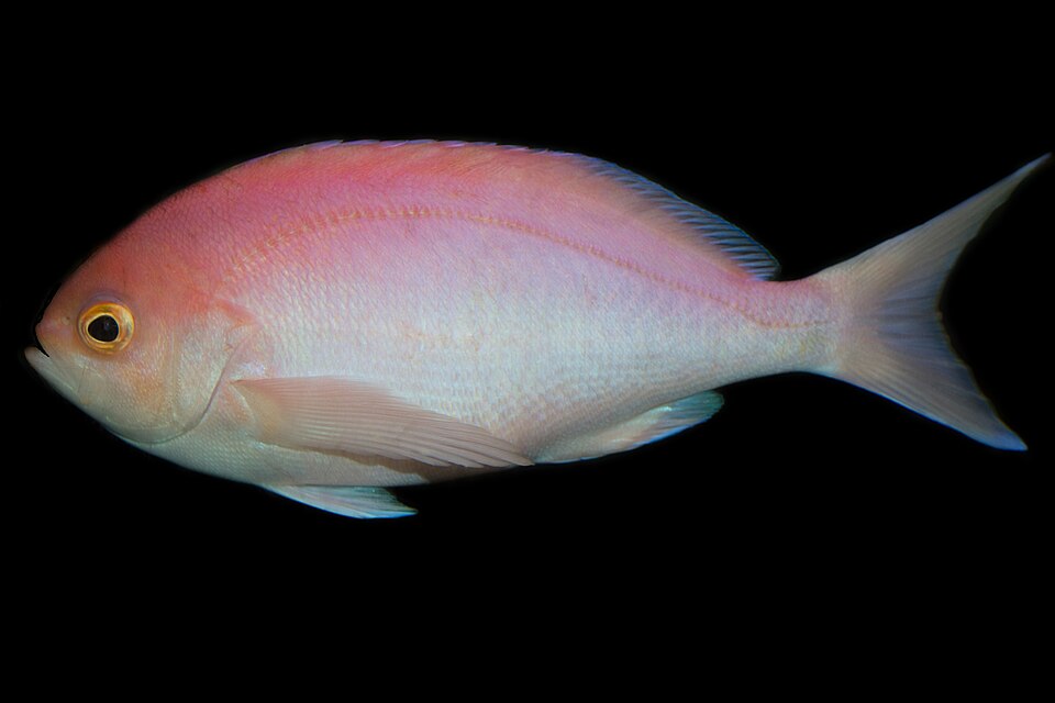 ภาพ ปลานางฟ้า longimanus (Caprodon longimanus)