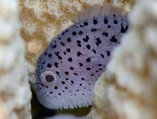 ภาพ ปลาแมงป่องแดงสดลายจุด (Caracanthus maculatus)
