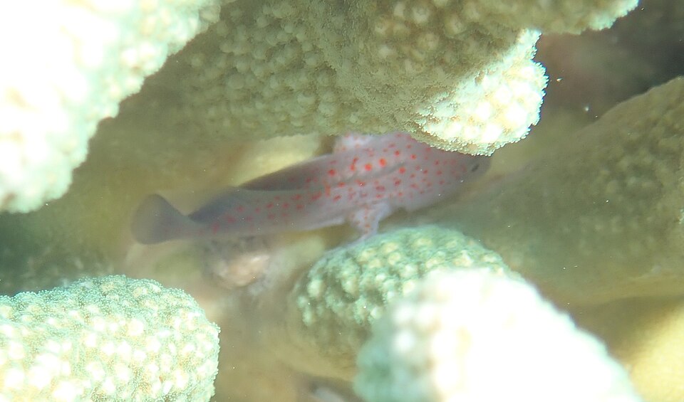 ภาพ ปลาแมงป่องฮาวายปะการัง (Caracanthus typicus)