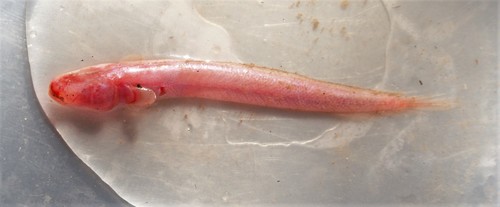 ภาพ ปลาบู่บู่ (Caragobius rubristriatus)