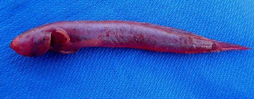 ภาพ ปลาเขือกล้วย (Caragobius urolepis)