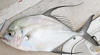 ภาพ ปลา armatus (Carangoides armatus)