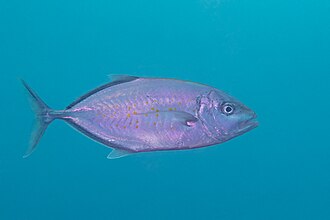 ภาพ ปลา bajad (Carangoides bajad)