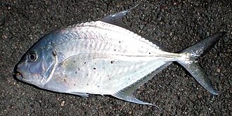 ภาพ ปลา chrysophrys (Carangoides chrysophrys)