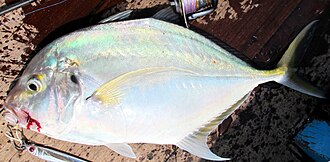 ภาพ ปลา coeruleopinnatus (Carangoides coeruleopinnatus)